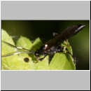 Stenichneumon militarius - Schlupfwespe 01b 13mm - fdet02b-Joel Valemberg.jpg